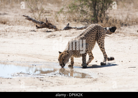 Male Cheetah drinking from a waterhole in the Kalahari Stock Photo