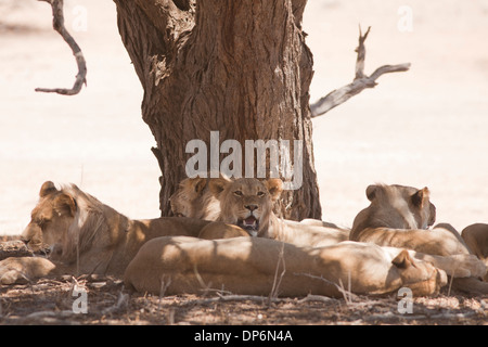 African Lion pride lying under shade in the Kalahari desert Stock Photo