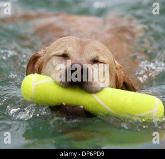 Oct 21, 2006; West Palm Beach, FL, USA; Yellow lab Lilly Moon retrieves a chase toy thrown by her handler Karen Gleason of Fort Myers during the DockDogs National Sportsman's tour at the West Palm Beach Home & Garden Show at the Florida Expo Center at the South Florida Fairgrounds Saturday. Lilly Moon is in the finals Sunday after jumping 19-feet, 4 inches. Dogs leap off a pier to  Stock Photo