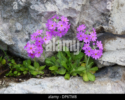 Birdseye Primrose (Primula farinosa) flowering growing in crevise of limestone wall on roadside Dolomites Italian Alps Italy Stock Photo