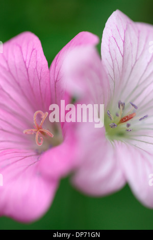 romantic geranium endressii blooms  Jane Ann Butler Photography  JABP811 Stock Photo
