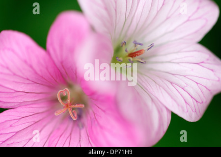 romantic geranium endressii blooms  Jane Ann Butler Photography  JABP810 Stock Photo