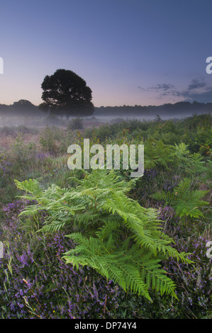 Bracken (Pteridium aquilinum) fronds and Common Heather (Calluna vulgaris) flowering growing on misty lowland heathland habitat Stock Photo