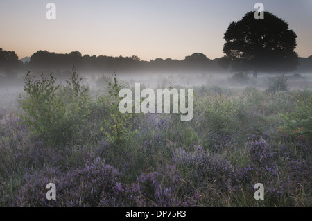 Common Heather (Calluna vulgaris) flowering growing on misty lowland heathland habitat at sunrise Hothfield Heathlands Stock Photo