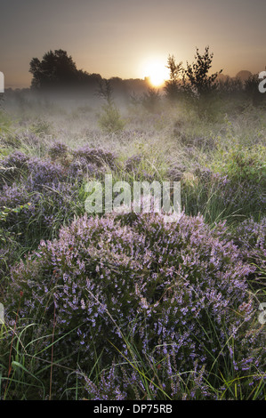 Common Heather (Calluna vulgaris) flowering growing on misty lowland heathland habitat at sunrise Hothfield Heathlands Stock Photo