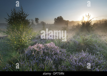 Common Heather (Calluna vulgaris) flowering growing on misty lowland heathland habitat at sunrise Hothfield Heathlands Stock Photo