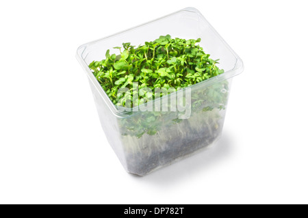 Cress - John Gollop Stock Photo