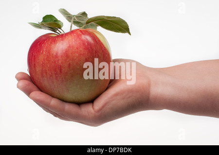 Fresh red apple in a female hand on a white background- stock photo Stock Photo