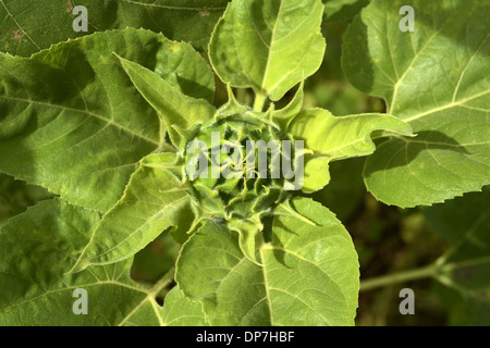 Sunflower helianthus annuus karnataka india hi-res stock photography and  images - Alamy