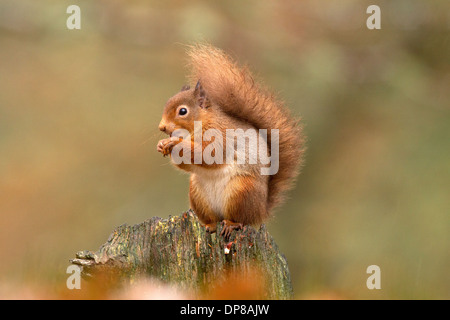 Red Squirrel, Sciurus vulgaris sitting on a log Stock Photo