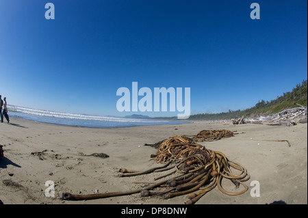 Bull kelp (Nereocystis luetkeana) AKA Giant kelp, Bullwhip kelp, giant kelp, Bladder wrack, Ucluelet , British Columbia, Canada Stock Photo