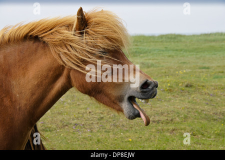 Icelandic horse yawning (or laughing), Iceland Stock Photo