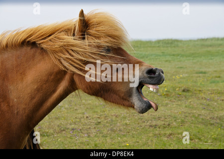 Icelandic horse yawning (or laughing), Iceland Stock Photo