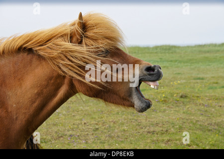 Icelandic horse yawning (or laughing), Iceland Stock Photo