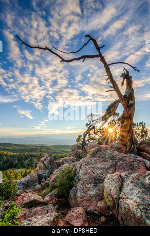 Sun sets through the arms of an ancient twisted tree in the Rocky Mountains of Colorado Stock Photo