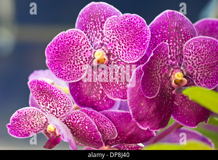 Vanda orchid flowers close up. Stock Photo