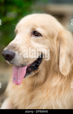 A cute dog headshot, golden retriever sticking his tongue out, looking away, happy and cheerful Stock Photo