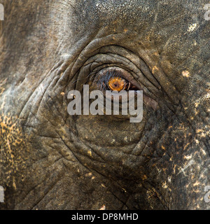 Elephant eye closeup Stock Photo