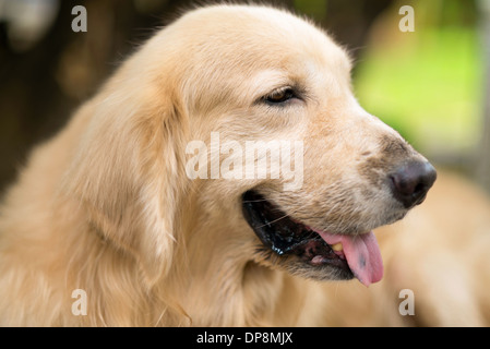 Cute Dog headshot sideview, dog profile sticking tongue out, golden retriever Stock Photo