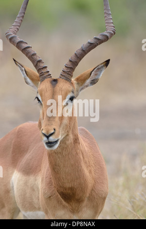 Impala (Aepyceros melampus), Kruger National Park, South Africa, Africa Stock Photo