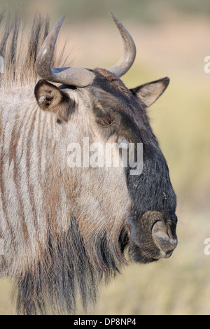 Blue Wildebeest (Connochaetes taurinus), Kgalagadi Transfrontier Park, Northern Cape, South Africa, Africa Stock Photo