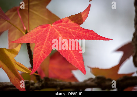 Domme, Dordogne, France, Europe. Stunning autumn leaf in beautiful orange and red colour. Stock Photo