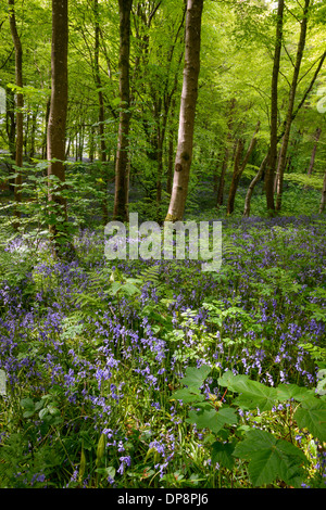 Bluebells at Portglenone Forest Park Co. Antrim Northern Ireland Stock Photo