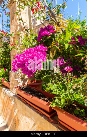 Branches of flowers pink bougainvillea bush on Balcony in street, Crete, Greece Stock Photo