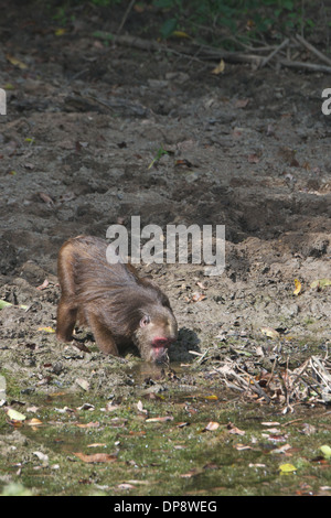 Drinking Stump-tailed macaques(Macaca arctoides) Stock Photo