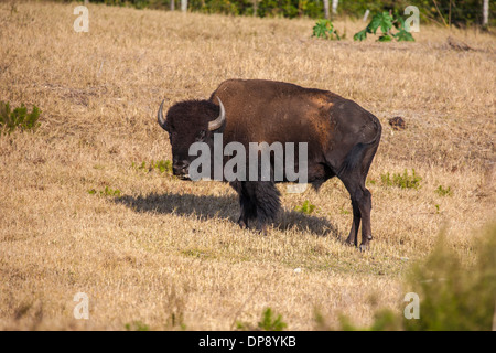 American Bison (Bison bison), also known as the American buffalo grazing in a field of grass in Central Florida Stock Photo
