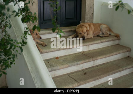 Tired Dogs in the Shade on the Steps Stock Photo