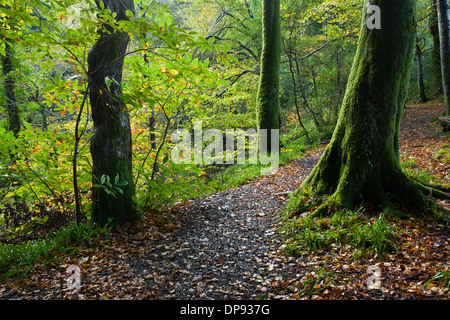 Photograph of moss covered trees in autumn on path to The Grey Mares Tail waterfall near Llanrwst Snowdonia National Park Gwyned Stock Photo