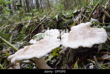 Clitocybe nebularis is also known as cloud funnel or clouded agaric Stock Photo
