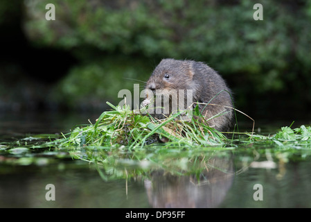 Water vole (Arvicola terrestris) feeding on a small vegetation mat in mid stream. Stock Photo