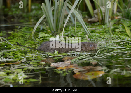 Water vole (Arvicola terrestris) swimming Stock Photo