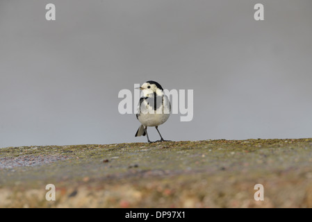 Pied wagtail (Motacilla alba) hunting for insects along a sea wall Stock Photo