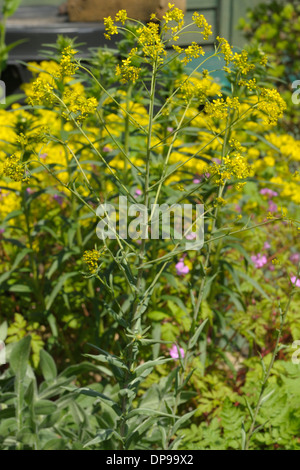 Woad, Isatis tinctoria, Plant Stock Photo