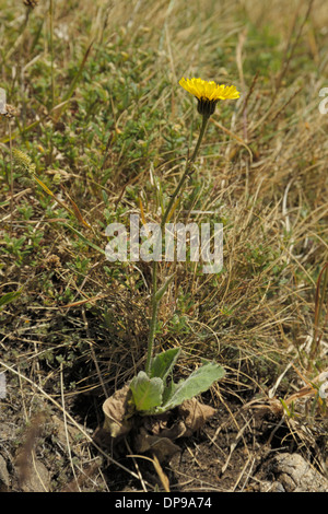 Spotted Cat's-ear, Hypochaeris maculata Stock Photo