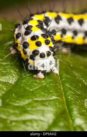 Yellow worm or grub or maggot with black dots known as Toadflax (Brocade) Moth Stock Photo