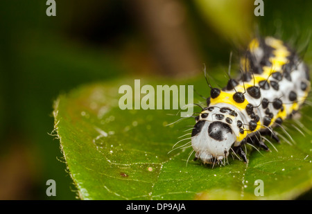 Yellow worm or grub or maggot with black dots known as Toadflax (Brocade) Moth Stock Photo