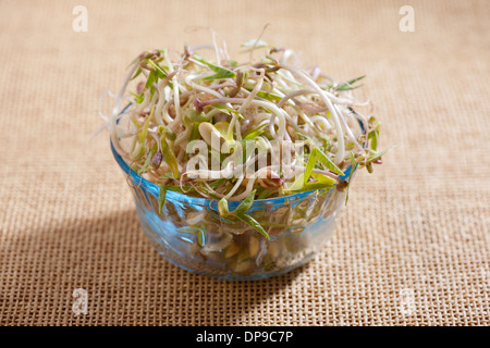 Mix of fresh plant sprouts growing in glass bowl Stock Photo