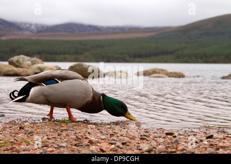 Mallard drake, Anas platyrhynchos in Scotland's highlands Stock Photo