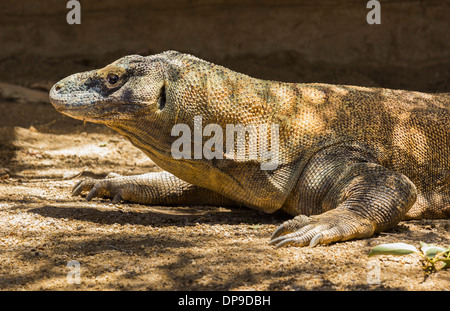 Komodo dragon,  Varanus komodoensis Stock Photo