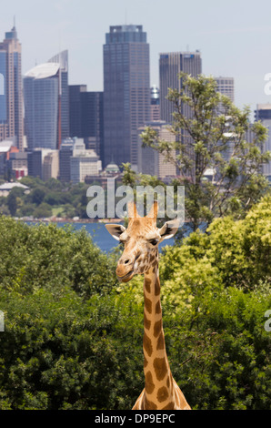 Giraffe in Taronga Zoo with business district in Sydney, Australia behind Stock Photo
