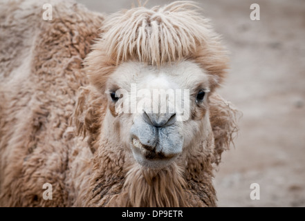 Camelus ferus bactrianus - Bactrian or Domestic camel Stock Photo