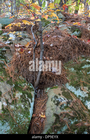 Landscape details from Robber's Cave State Park in eastern Oklahoma Stock Photo