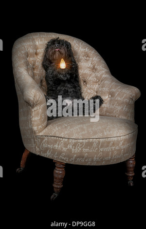 A black dog reclines in a chair and holds a light bulb up with the glow of light on its beard Stock Photo