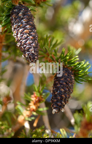 bristle cone pine Stock Photo
