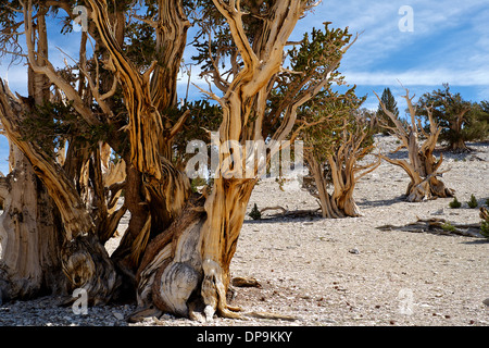 bristle cone pine Stock Photo