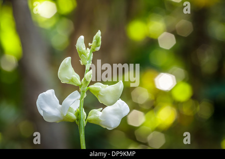 White bean flower in garden. Stock Photo